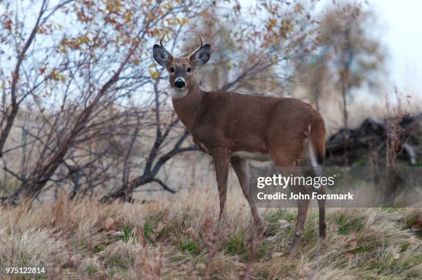 white tail - white tail buck bildbanksfoton och bilder