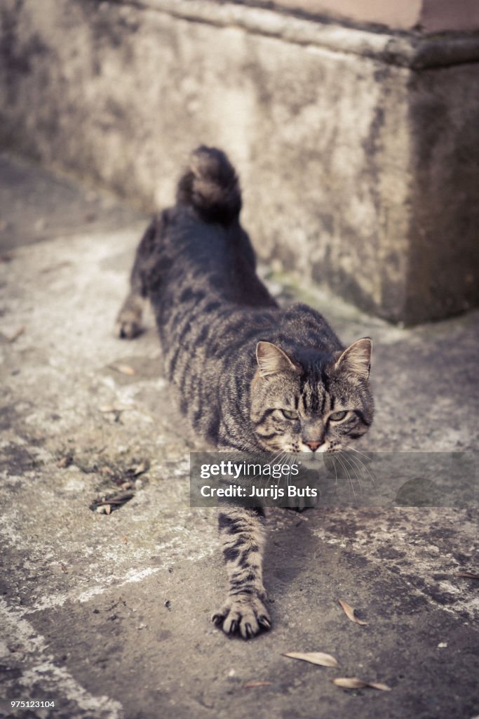 Tabby cat stretching on sidewalk, Istanbul, Turkey