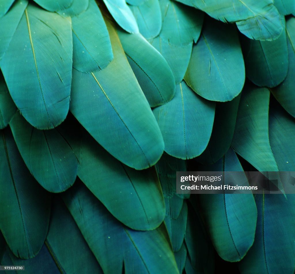Close-up of green feathers of a macaw.