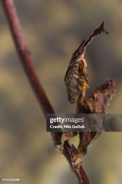 298 Ghost Insects Stock Photos, High-Res Pictures, and Images - Getty ...