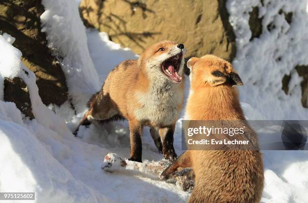 Fox Fight 545 Red Fox Fight Stock Photos, High-Res Pictures, and Images - Getty ...