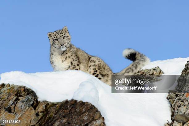 snow leopard (uncia uncia) on rock covered with snow, kalispell, montana, usa - snow leopard fotografías e imágenes de stock