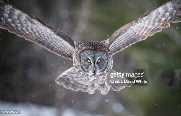 flying owl in winter, canada - spread wings stock pictures, royalty-free photos & images