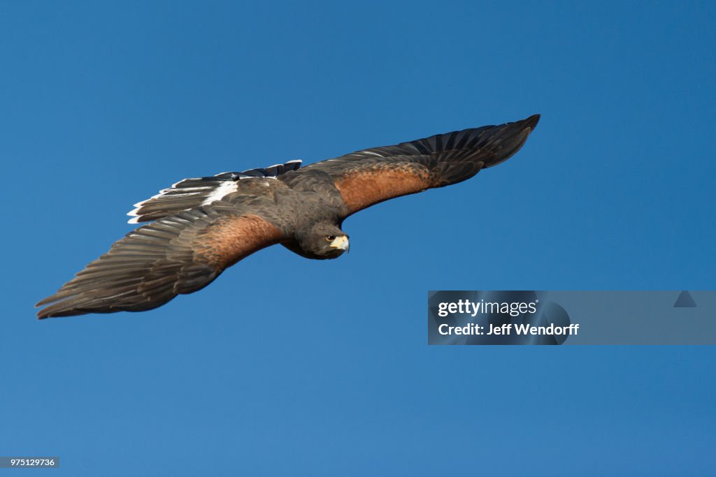 Wolf of the Sky