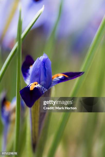 iris reticulata 'purple gem' - iris reticulata stock pictures, royalty-free photos & images