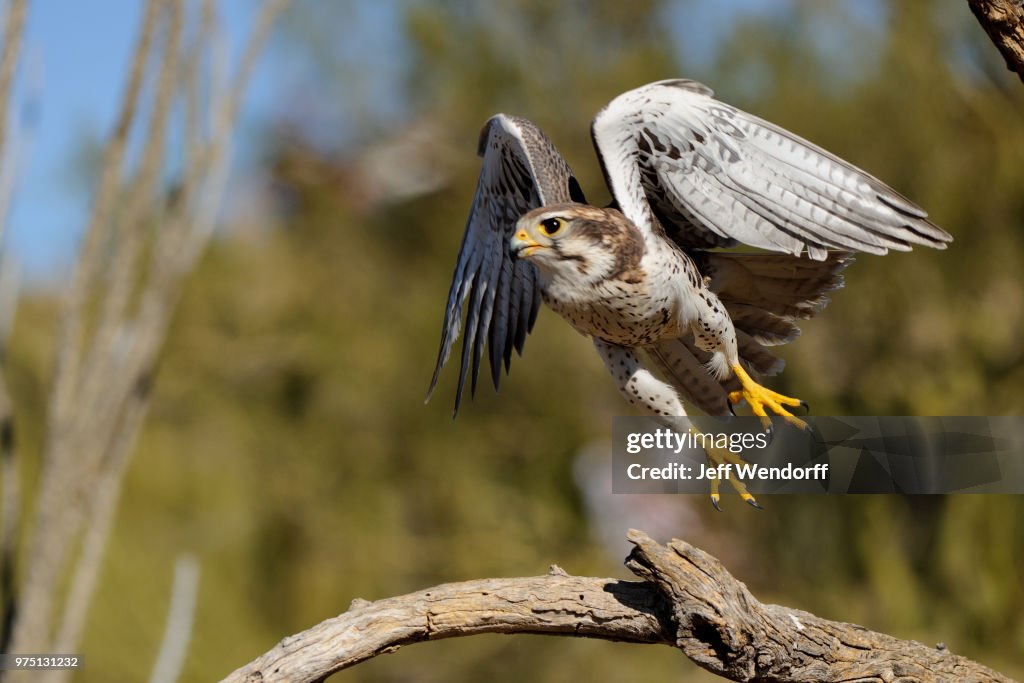 Prairie Falcon, Falco mexicanus