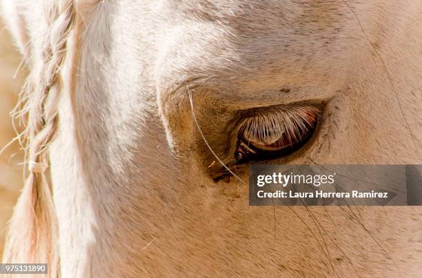 nobleza - arabische volbloed stockfoto's en -beelden