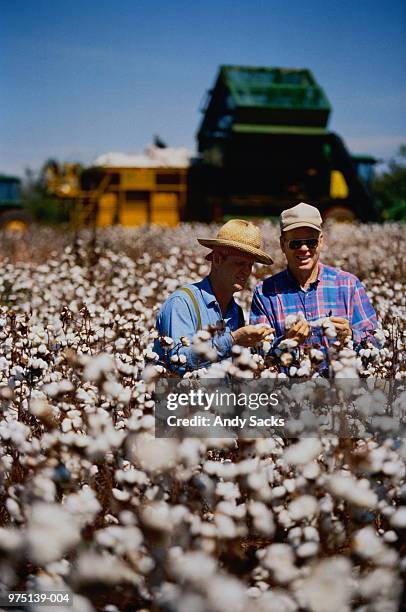 usa,alabama,farmers checking cotton crop in field - cotton plant stock pictures, royalty-free photos & images