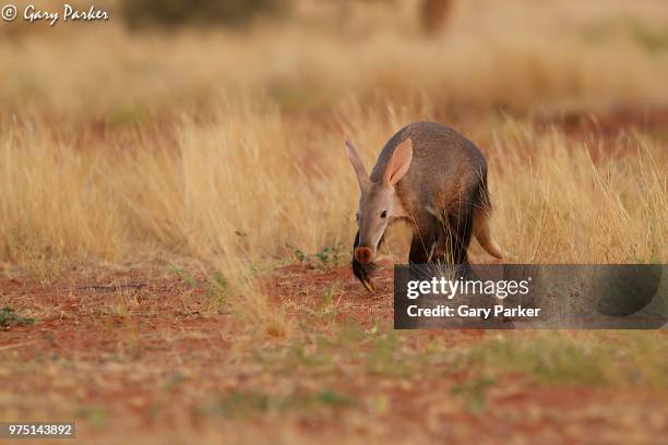 aardvark (orycteropus afer) walking through grass in kalahari desert, south africa - porco formigueiro imagens e fotografias de stock