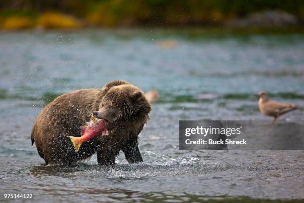 a bear catching a salmon from the river. - foraging on beach stock pictures, royalty-free photos & images