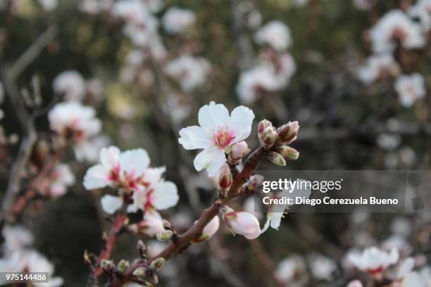 flor de almendro - almendro stock pictures, royalty-free photos & images