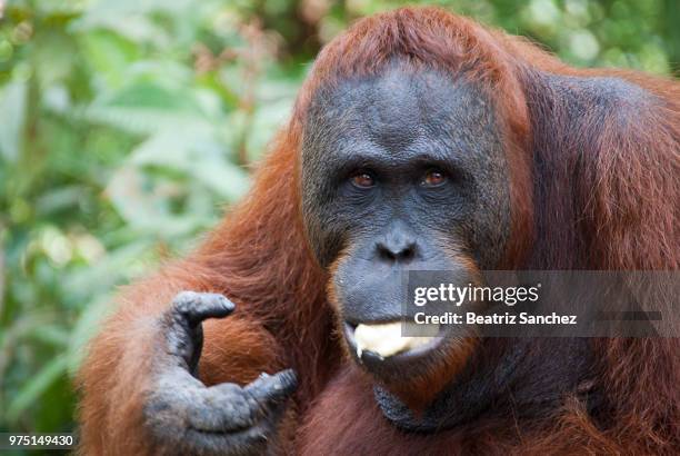 eating banana - ape eating banana stockfoto's en -beelden