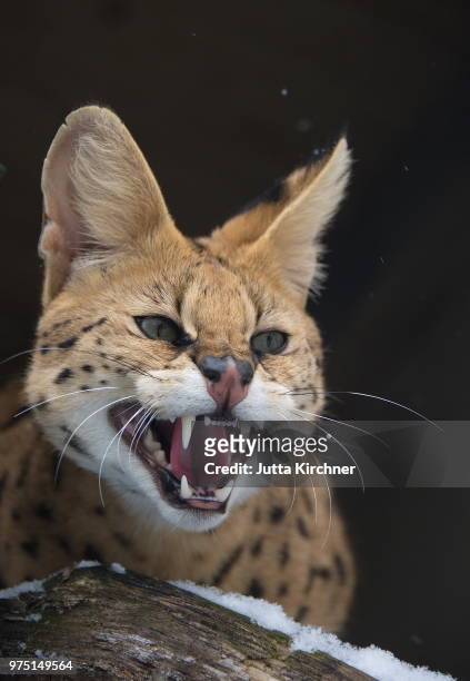 angry serval (leptailurus serval) hissing - serval stock-fotos und bilder