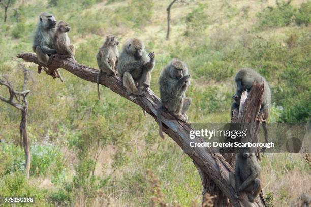 see no evil... - baboon stock pictures, royalty-free photos & images