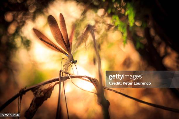 dragonfly fluttering on branch, oizumi, gunma prefecture, japan - peter lourenco stock-fotos und bilder
