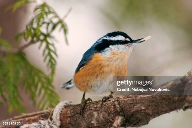 27 Nuth Stock Photos, High-Res Pictures, and Images - Getty Images