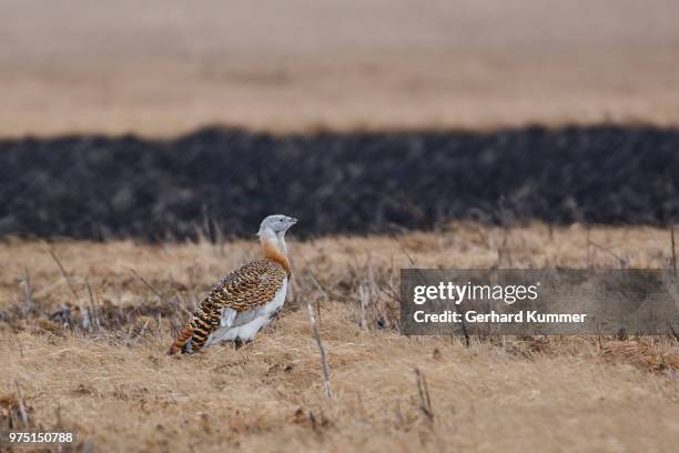 great bustard (otis tarda) perching in grass, burgenland, austria - großtrappe stock-fotos und bilder