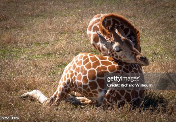 head rest - girafe photos et images de collection