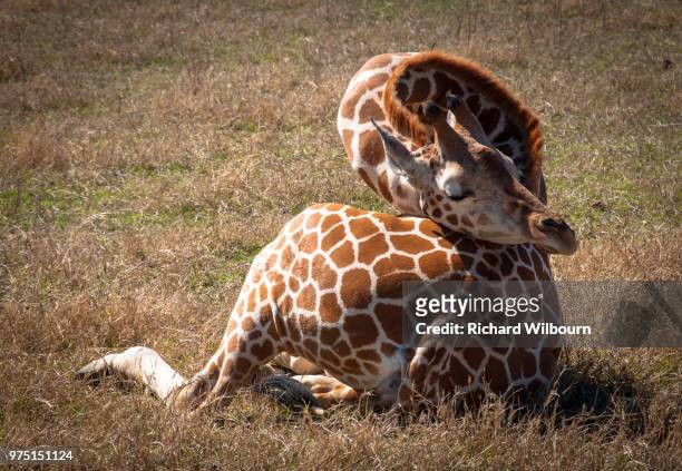head rest - giraffe stockfoto's en -beelden