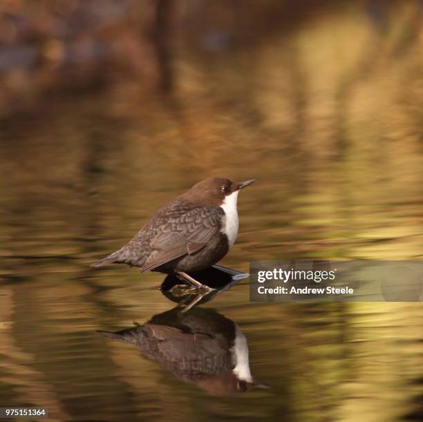 reflecting dipper - cinclus cinclus stock pictures, royalty-free photos & images