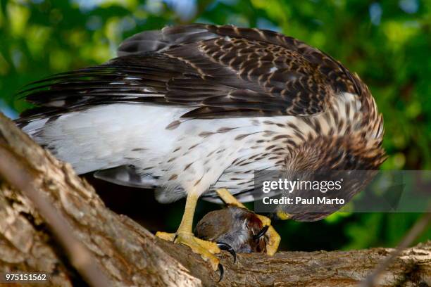 coopers hawk - coopers hawk stock pictures, royalty-free photos & images