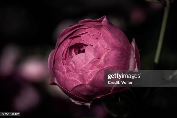 Closed Wild Roses 861 Closed Roses Stock Photos, High-Res Pictures, and Images - Getty Images