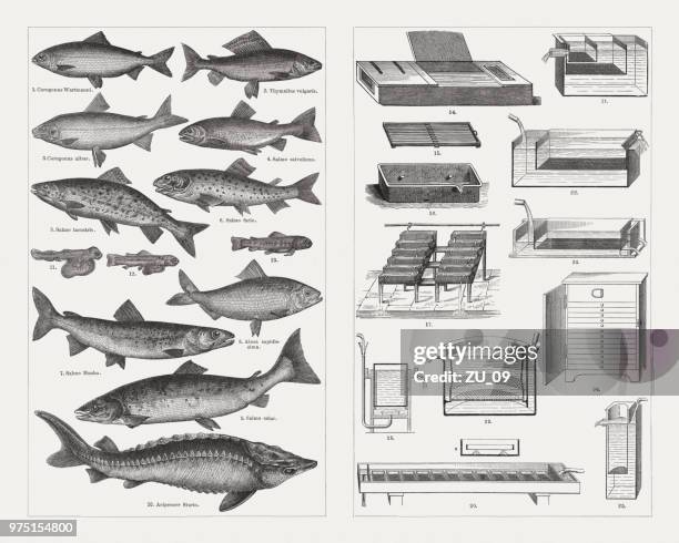 illustrazioni stock, clip art, cartoni animati e icone di tendenza di piscicoltura, specie e attrezzature per l'allevamento, incisioni in legno, pubblicato nel 1897 - storione