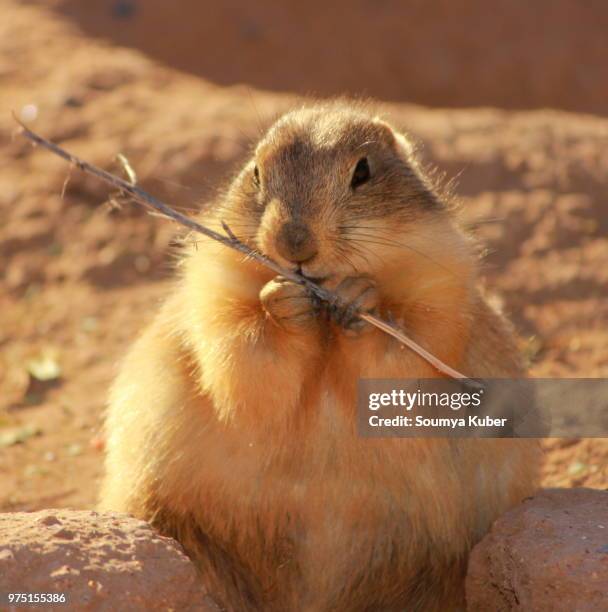 200 Shutterbug Stock Photos, High-Res Pictures, and Images - Getty Images