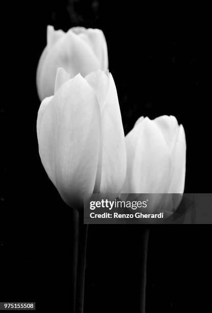 three tulips - renzo gherardi photos et images de collection