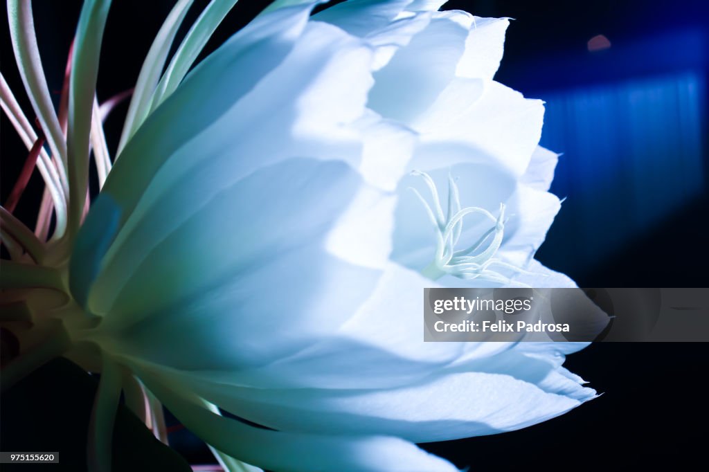 Queen of the night under the moonlight