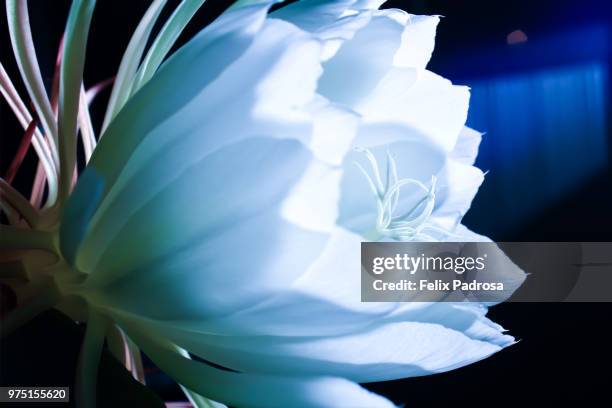 queen of the night under the moonlight - insular cortex stock pictures, royalty-free photos & images