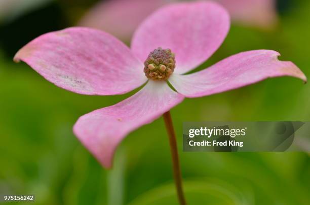 dogwood blossom - dogwood blossom fotografías e imágenes de stock