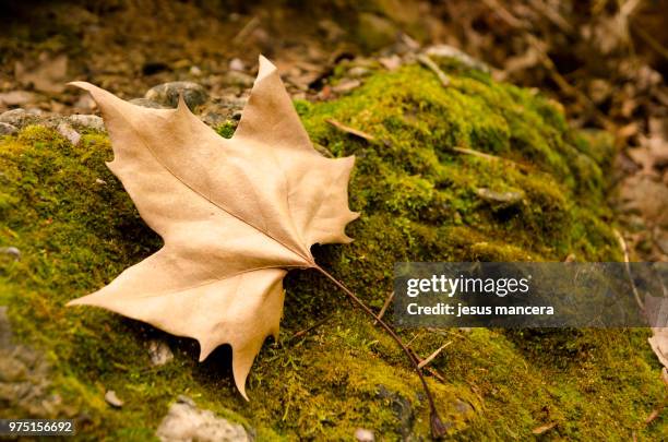 leaf in nature / hoja en la naturaleza - hoja stock pictures, royalty-free photos & images