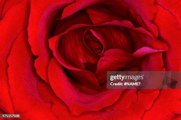 the heart of the rose - the name of the rose stock pictures, royalty-free photos & images