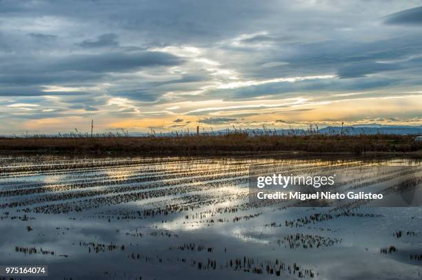 campos de arroz - arroz stockfoto's en -beelden