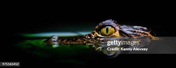 eye - crocodile stock pictures, royalty-free photos & images