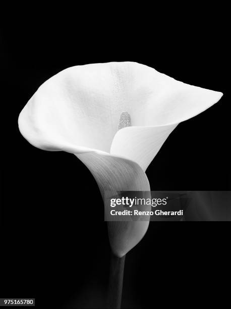 white calla lily in bloom - calla lily stock pictures, royalty-free photos & images