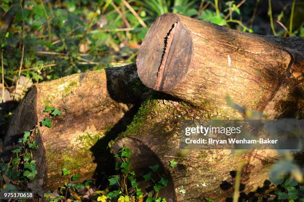 felled tree logs - parking log stock pictures, royalty-free photos & images