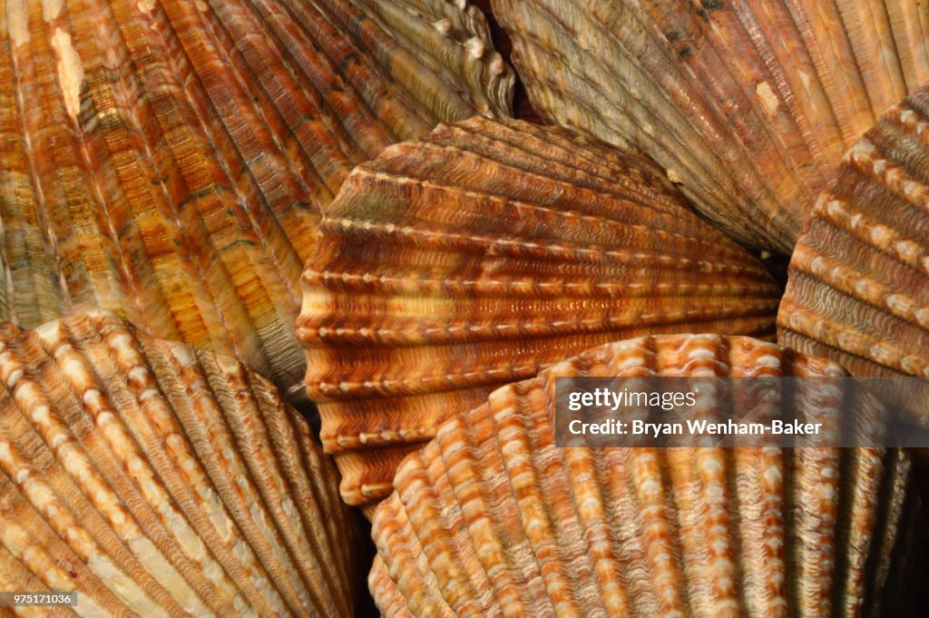 Cockle Shell Fans