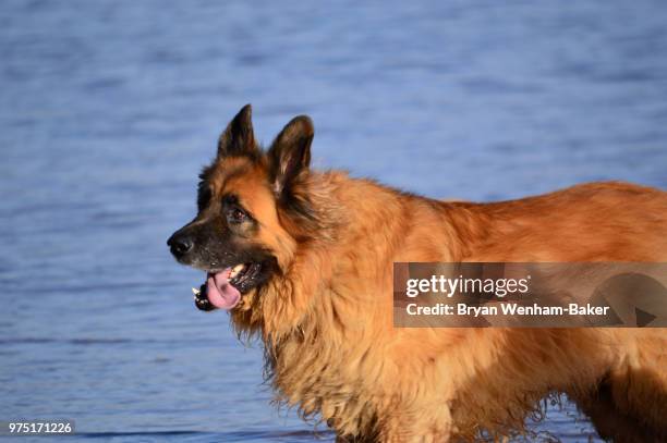 leonberger dog at seaside - leonberger stock pictures, royalty-free photos & images