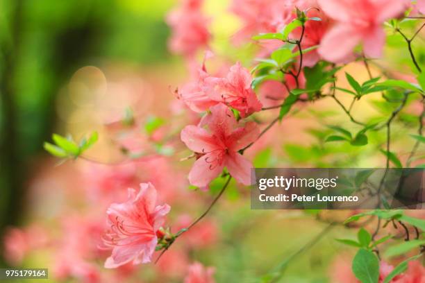 close up of pink azalea - peter lourenco fotografías e imágenes de stock