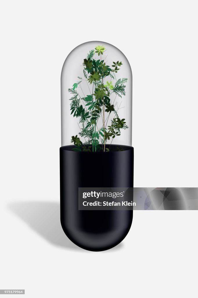 Herbs in capsule, pill