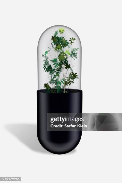 Capsule Example Botany Capsule (Botany) Photos and Premium High Res Pictures - Getty Images