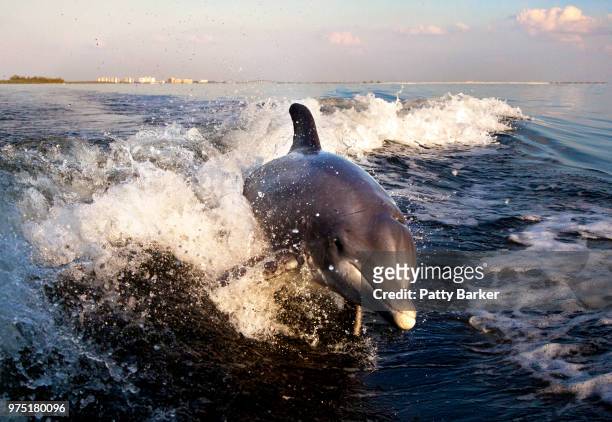 dolphin jumping out of water, sanibel island, florida, usa - flasknosdelfin bildbanksfoton och bilder