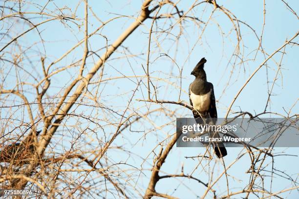 white-bellied go-away-bird (corythaixoides leucogaster) perched in bare tree, samburu national reserve, kenya - leucogaster stock pictures, royalty-free photos & images