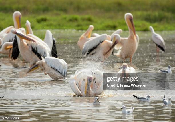 great white pelicans (pelecanus onocrotalus), bathing, lake nakuru national park, kenya - lake nakuru nationalpark stock-fotos und bilder