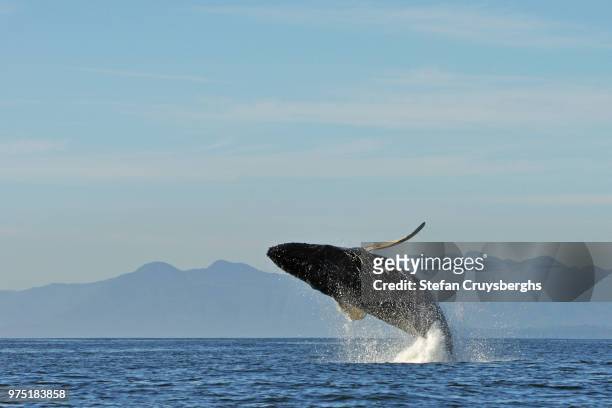 jumping humback whale - animals breaching stockfoto's en -beelden