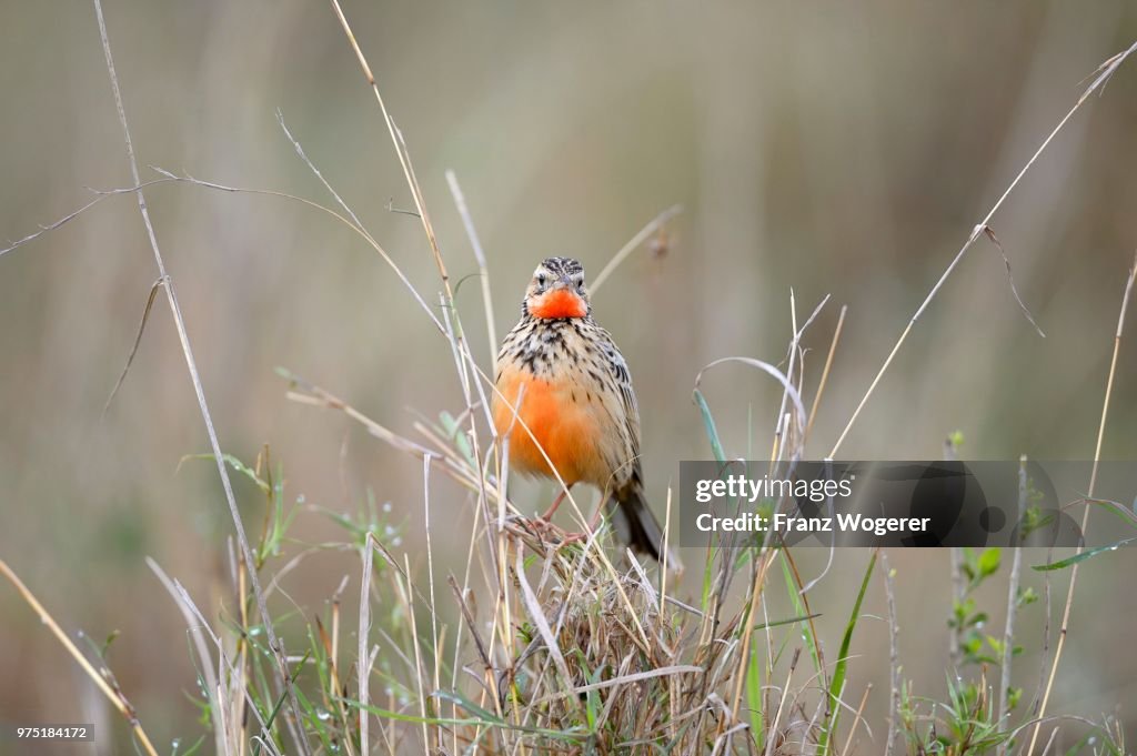 Red-throated Pipit (Anthus cervinus), in tall grass, Maasai Mara National Reserve, Kenya