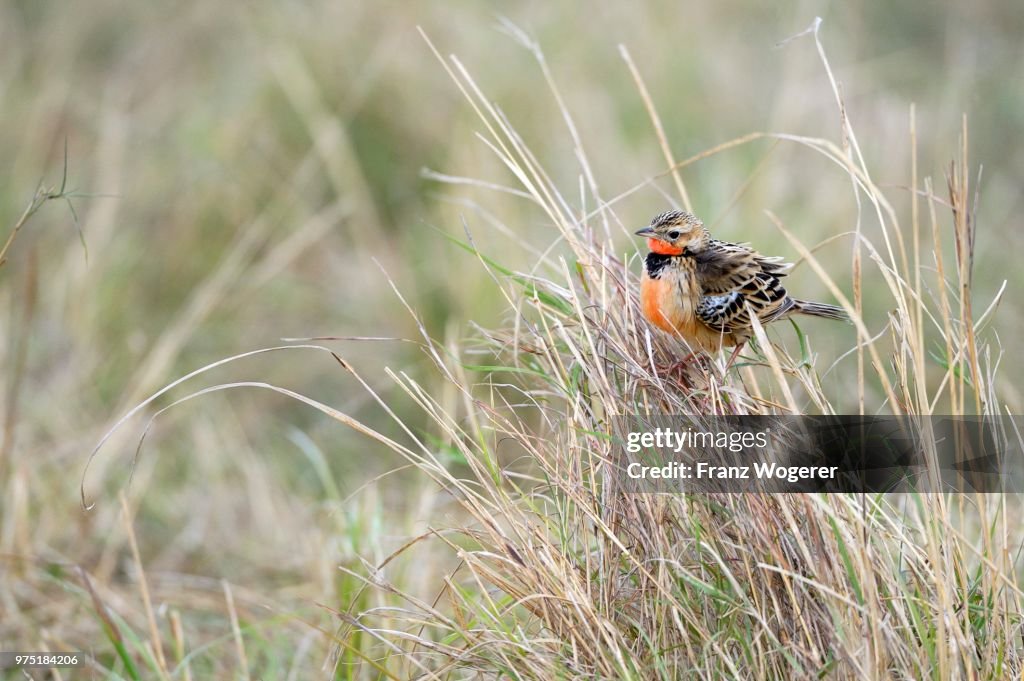 Red-throated Pipit (Anthus cervinus), in tall grass, Maasai Mara National Reserve, Kenya