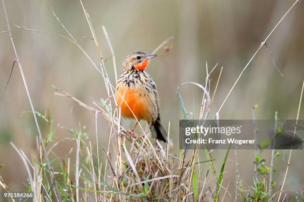 red-throated pipit (anthus cervinus), in tall grass, maasai mara national reserve, kenya - red throated pippit stock pictures, royalty-free photos & images
